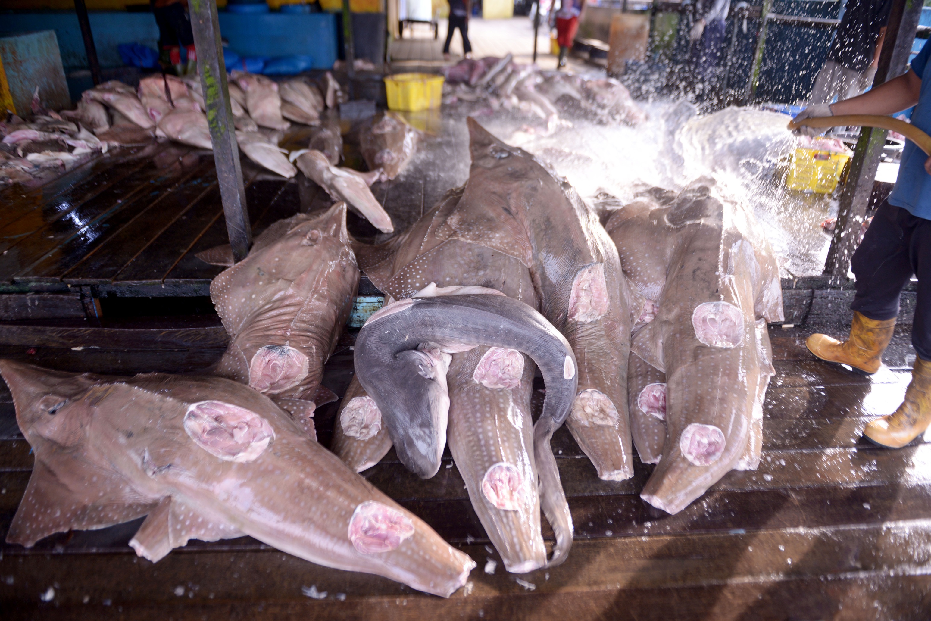 Perdagangan hiu dan pari