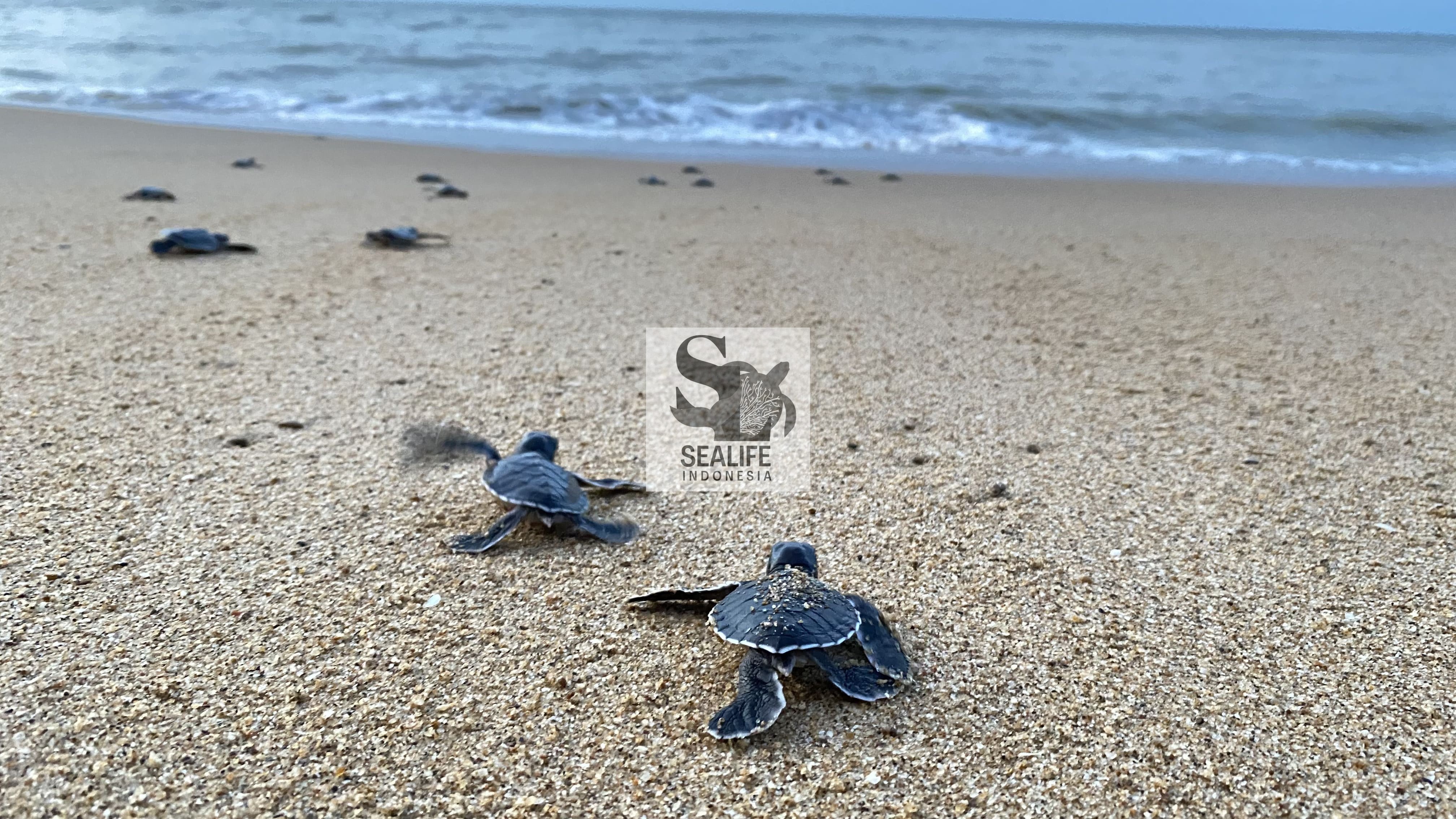 Pelepasan 20.000 tukik di Paloh