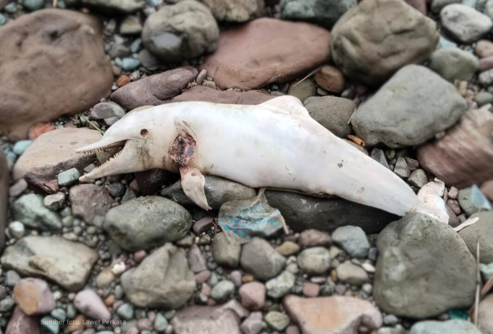 Temuan Perdana Sousa chinensis Terdampar di Pantai Selatan Jawa Tengah: Lumba-lumba Bungkuk Indo-Pasifik Ditemukan Terdampar di Pantai Menganti