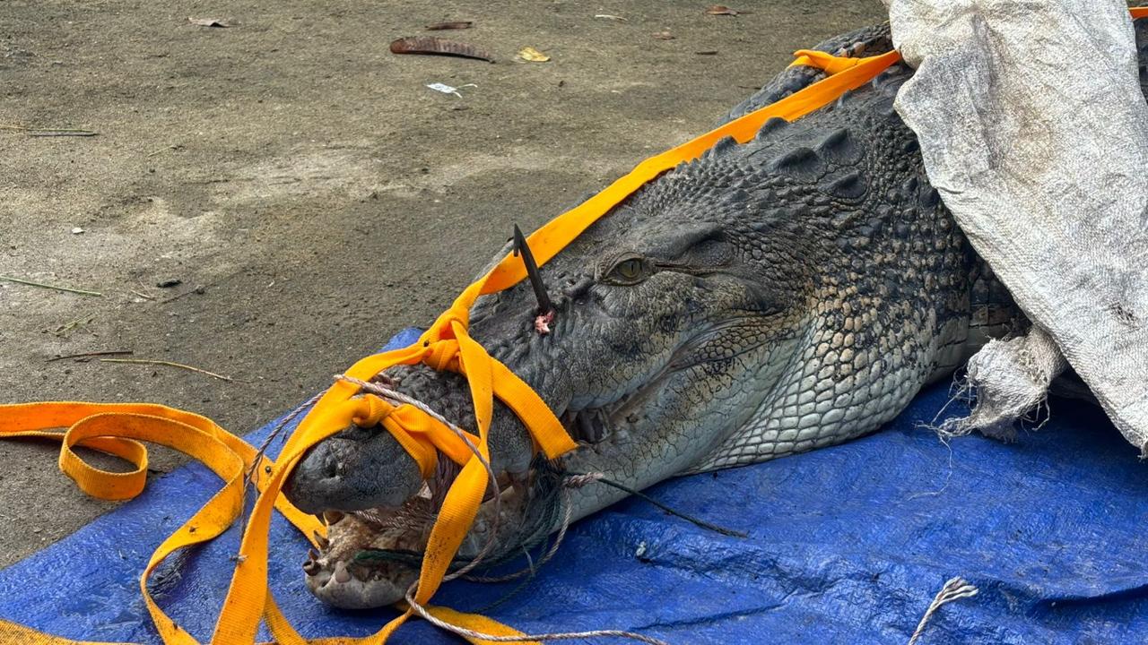 Minimalisir Dampak Konflik Buaya Vs Manusia, KKP dan BPSPL Pontianak Akan Gelar Bimtek