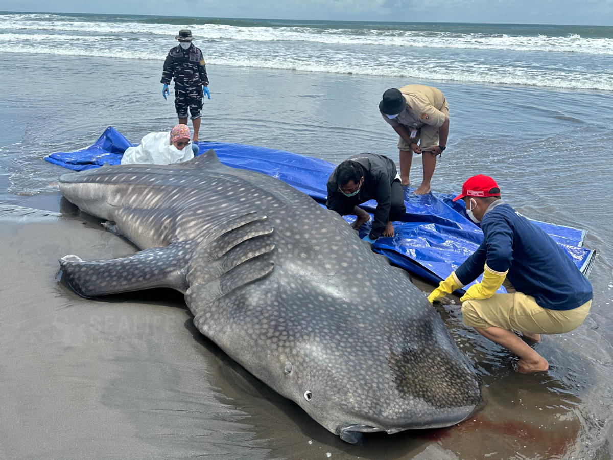 Spesies Ikan Terbesar di Dunia Mati Terdampar di Purworejo. Dokter Hewan Lakukan Bedah Bangkai.