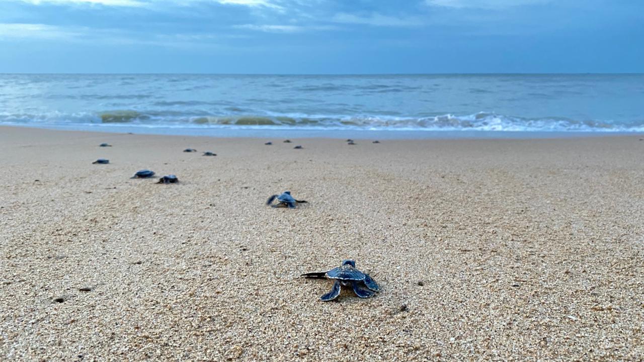 Bulan Pelepasan Tukik Terbanyak: Lebih dari 20.000 Tukik Akan Dilepasliarkan di Paloh