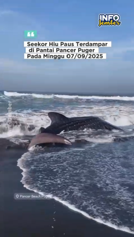 Seekor hiu paus terdampar di Pantai Pancer
