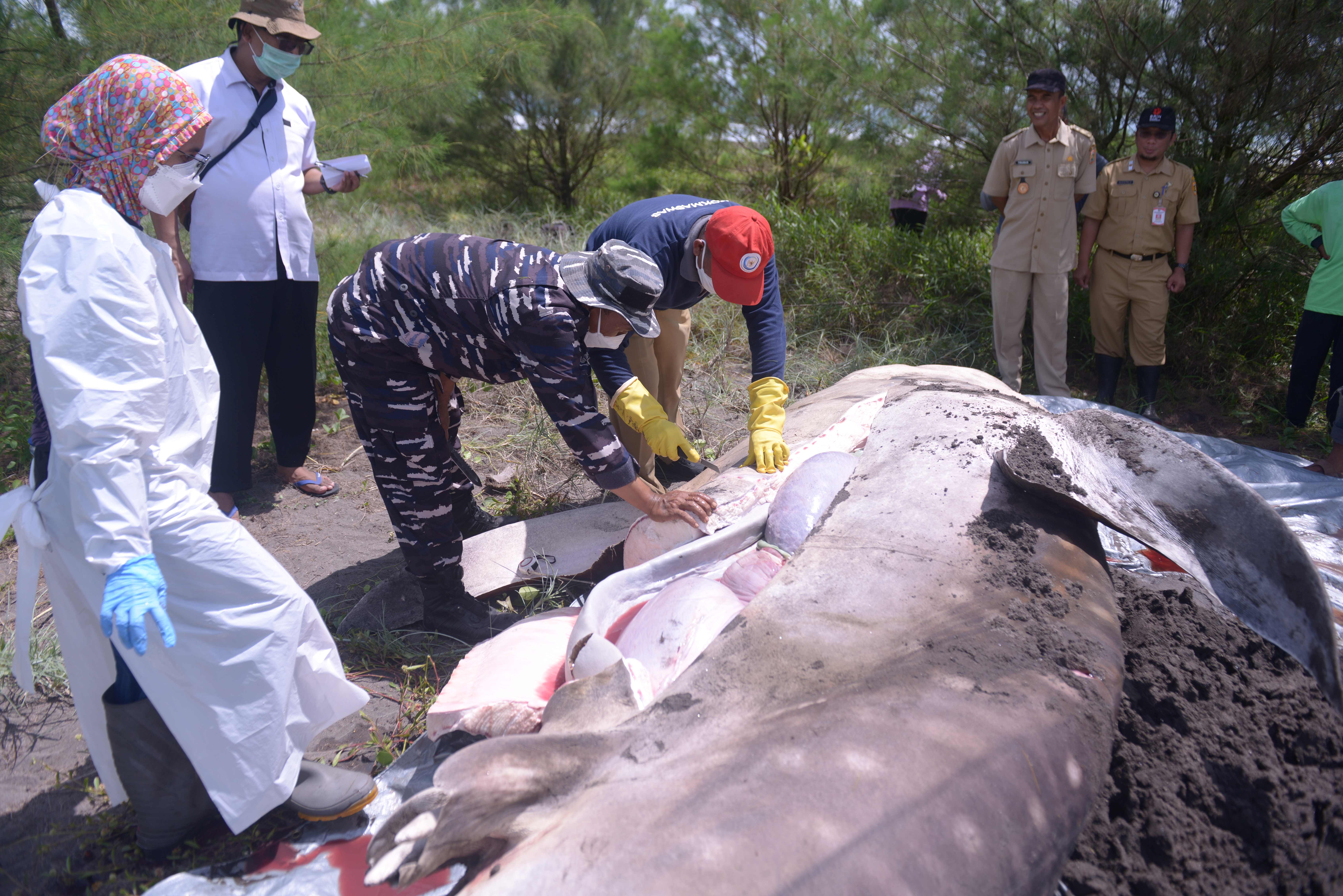 Form Data Laporan Nekropsi