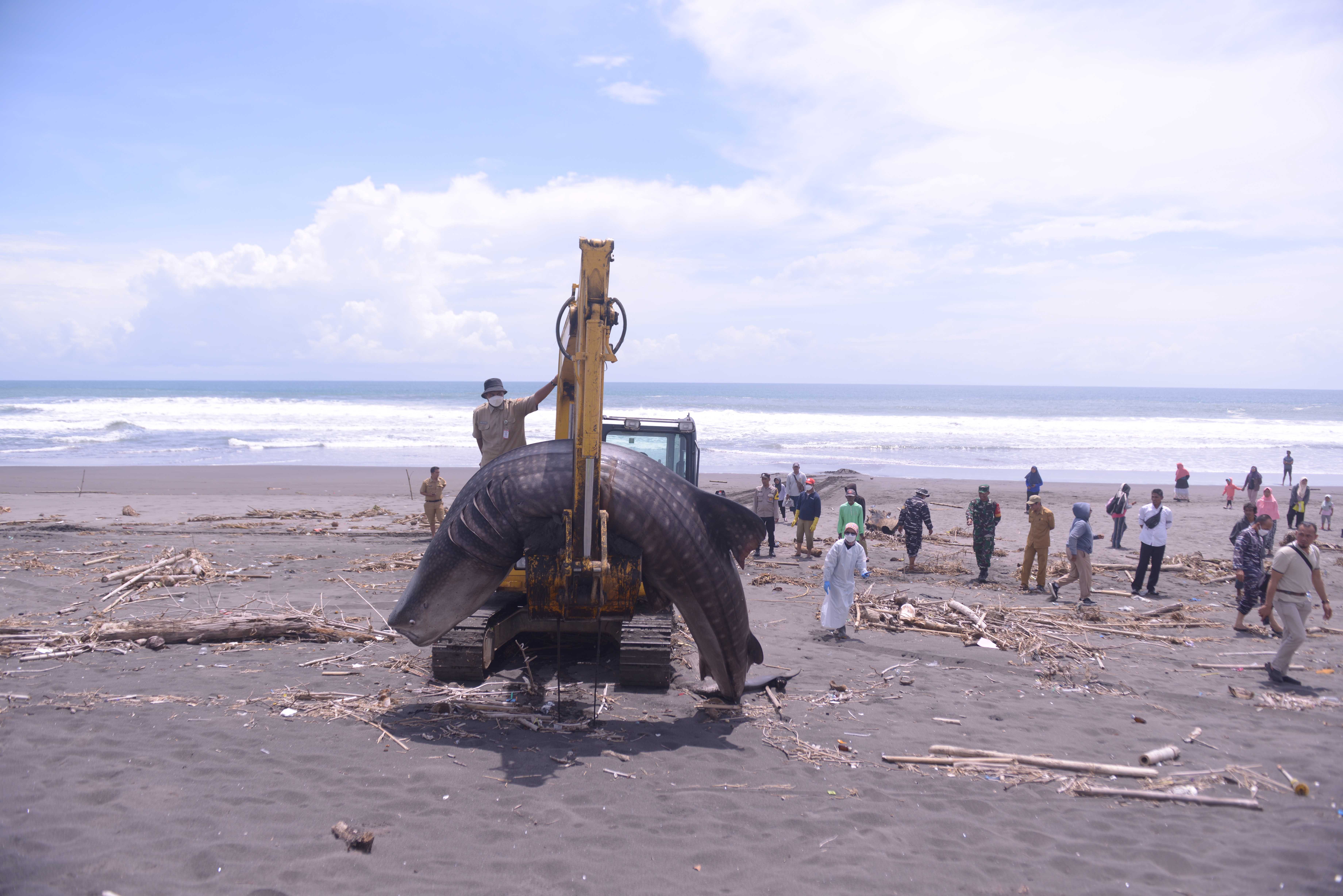 Form Umum Pendataan Kejadian Hiu Paus Terdampar